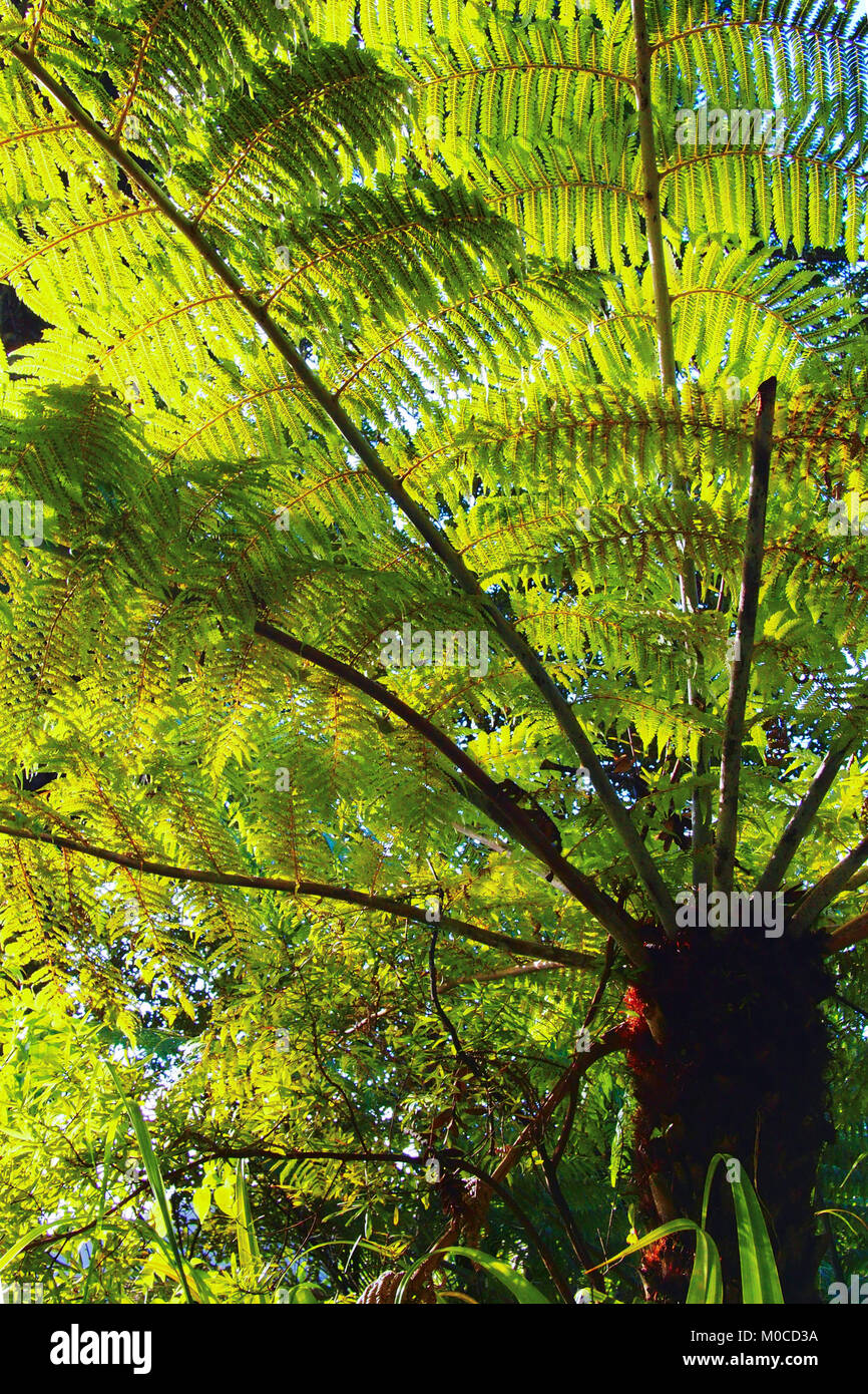 Nz tree fern hi-res stock photography and images - Alamy