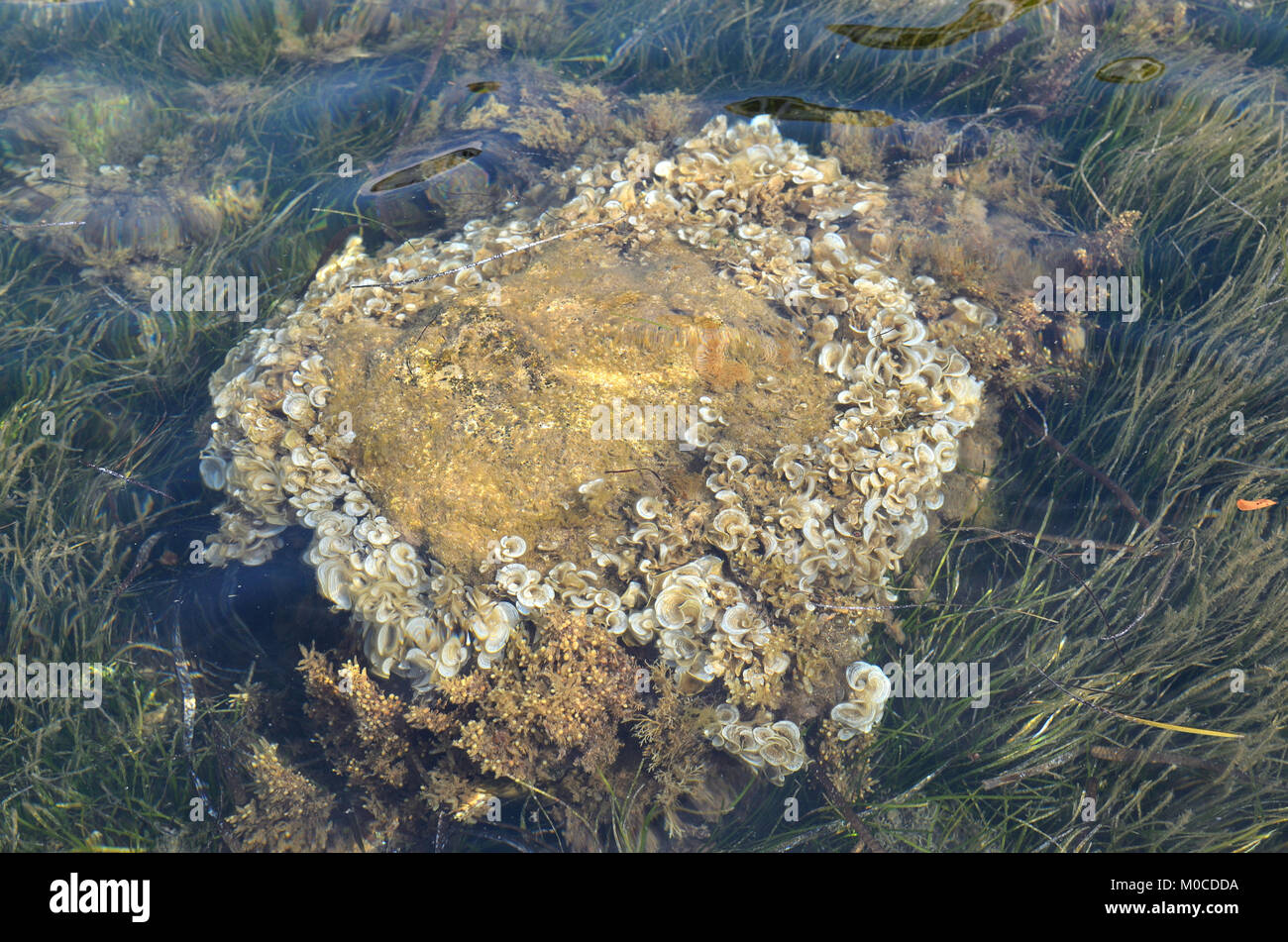 Seaweed on a rock under a sea surface Stock Photo