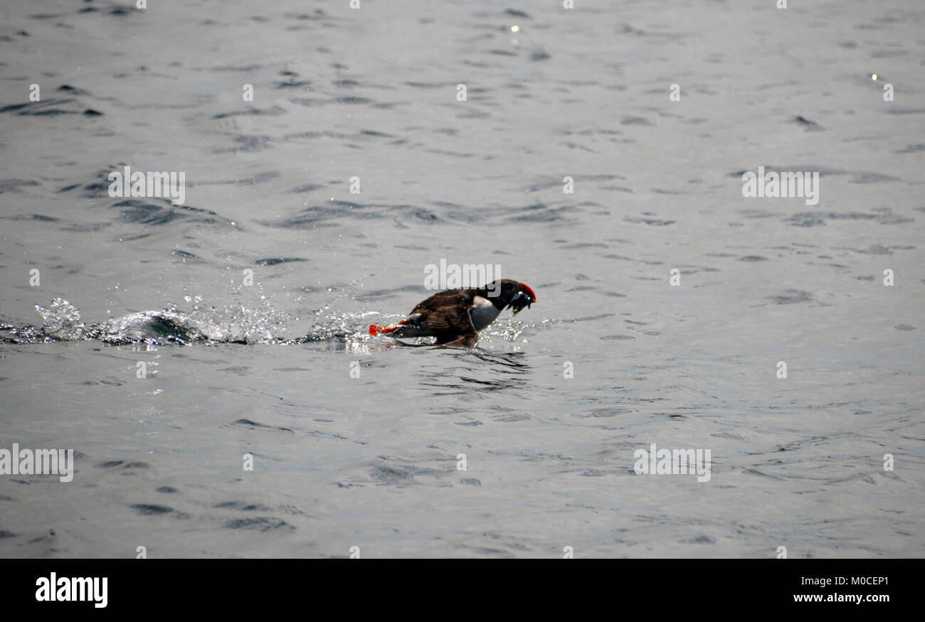 Adult Common Atlantic Puffin (Fratercula arctica)Taking Off with a Bill Full of Fish in Smith South St Agnes, Isles of Scilly, England, Cornwall, UK. Stock Photo