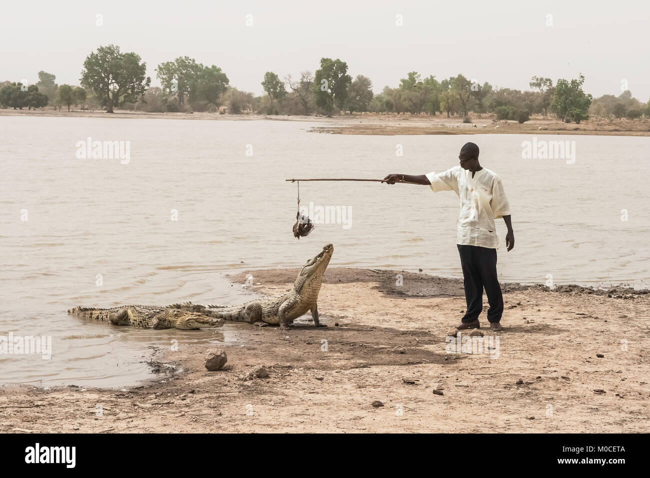 A man feeding an african crocodile (crocodylus succhus) using a chicken as a bait, Bazoulé, Burkina Faso. Stock Photo