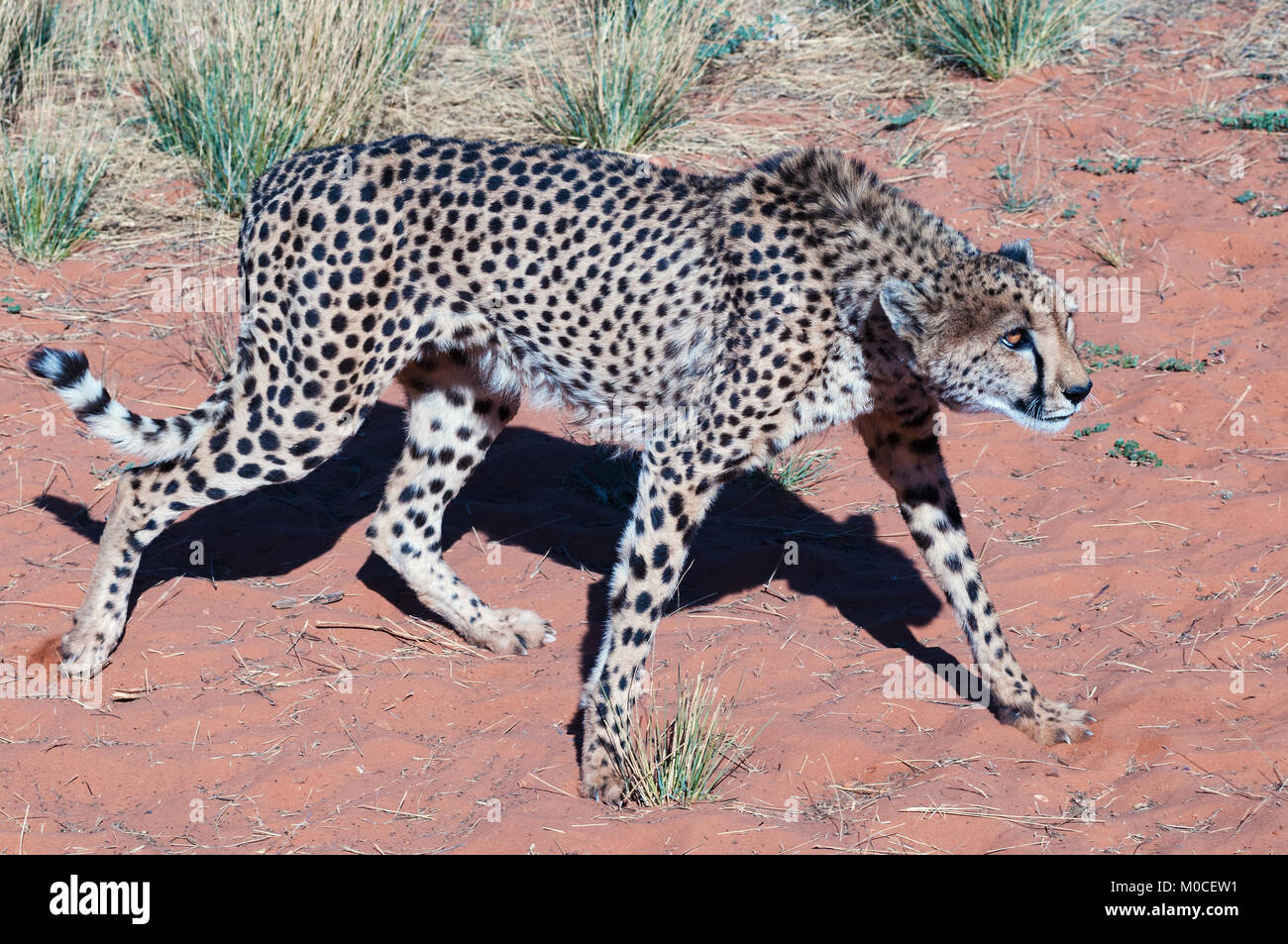 Gepard suspiciously observes a prey Stock Photo