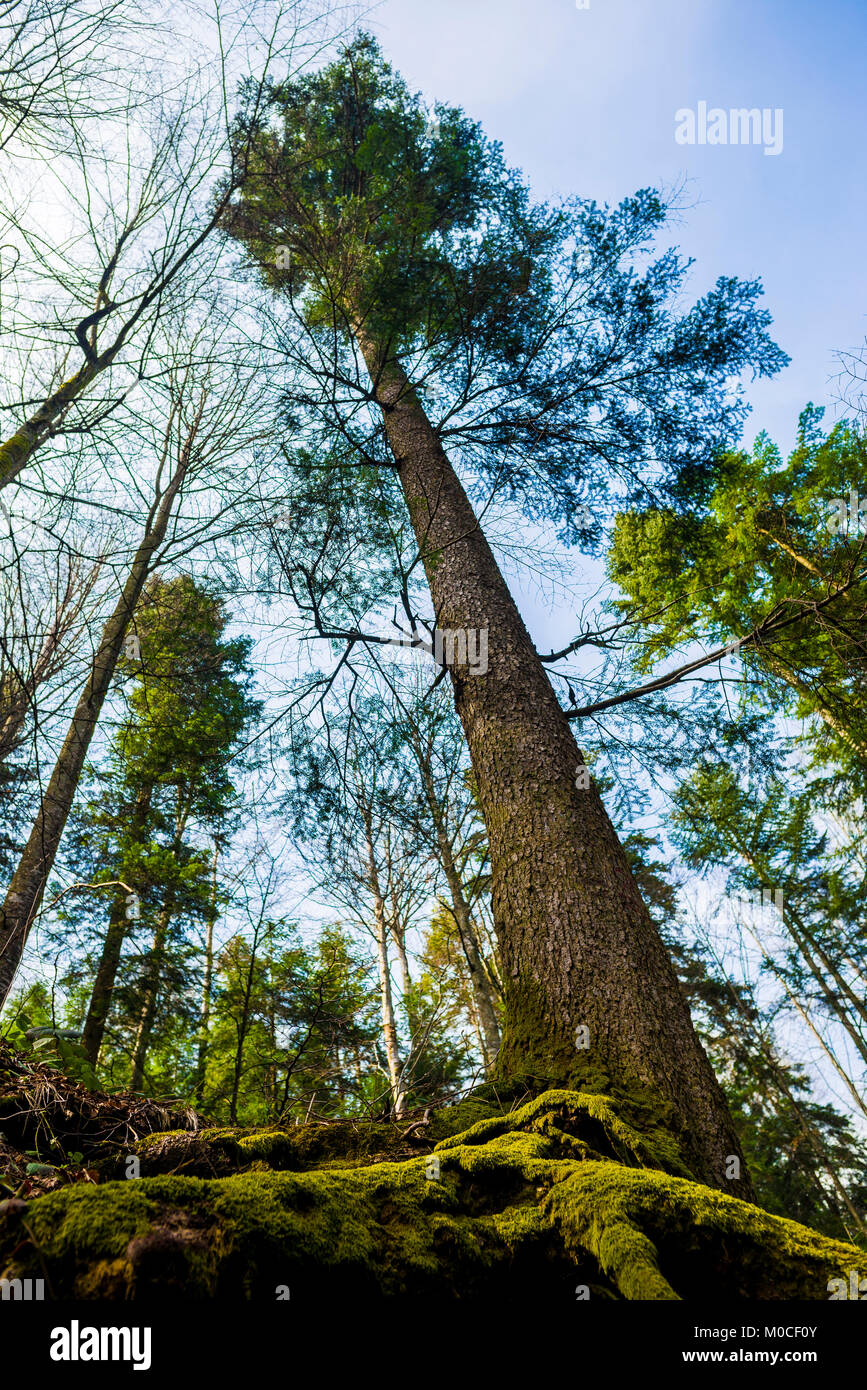 Low angle view of big tree in a mountain forest Stock Photo