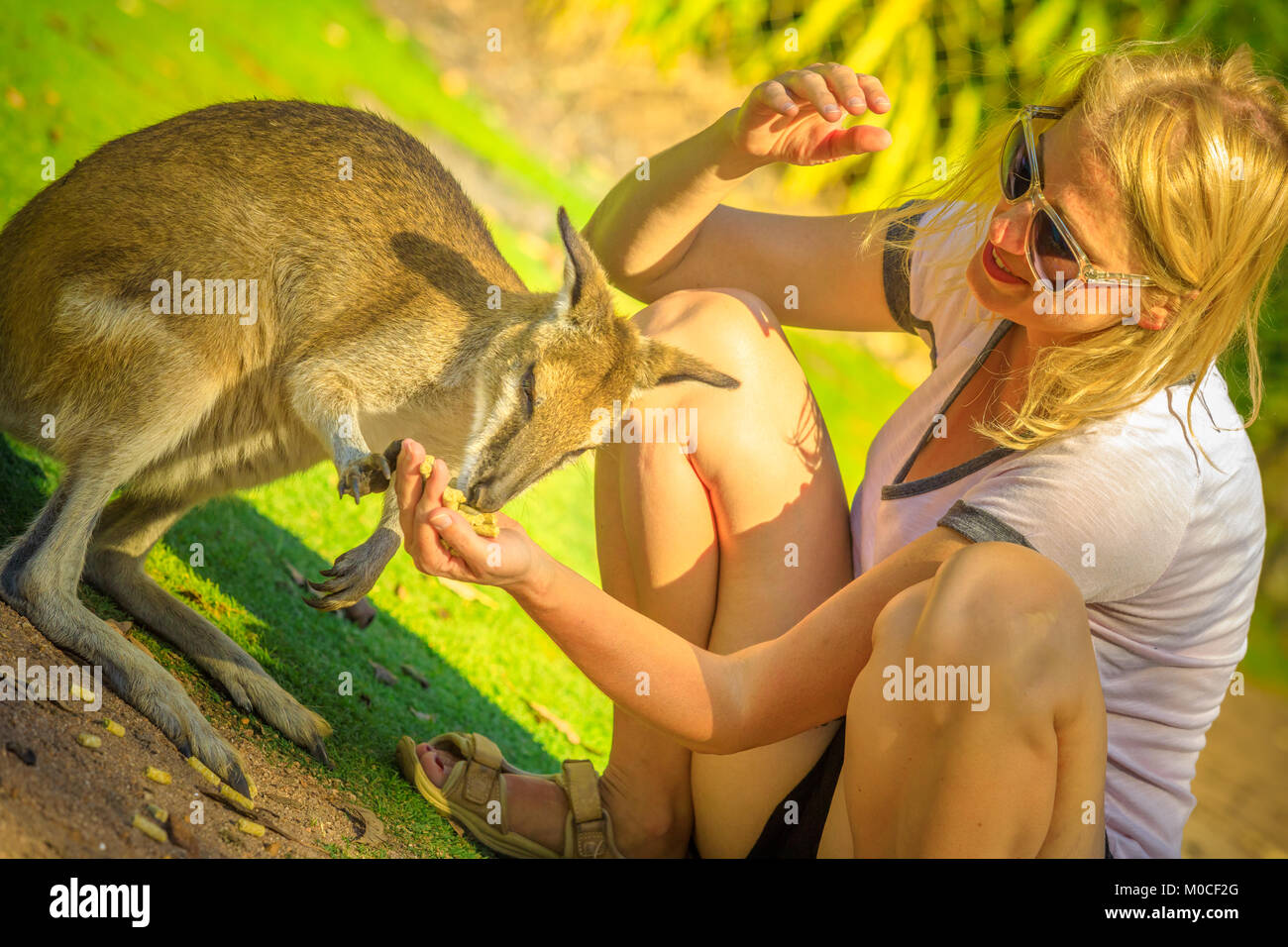 Albino kangaroo hugs a laughing American woman at a Perth wildlife park