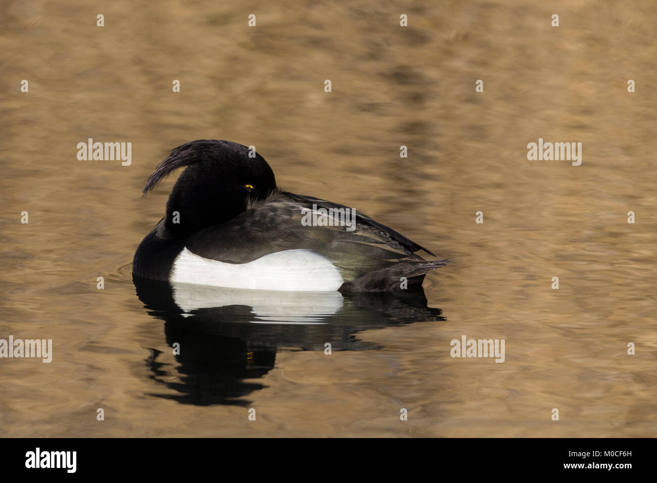 Tufted duck (Aythya fuligula) floating around keeping an eye out in bronzed golden water showing reflection.Shows tufted head and golden eye just open Stock Photo