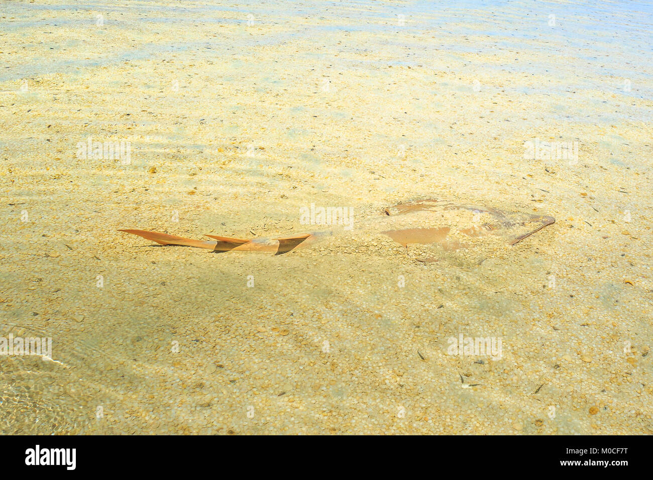 Guitarfish in Shell Beach Stock Photo