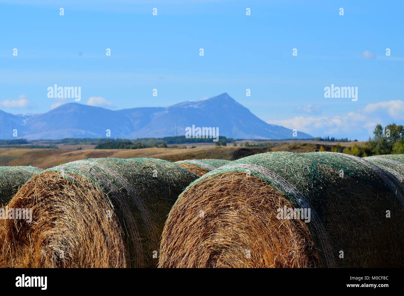 Rows of freshly harvested round hay bales sit in a farmers field with a wonderful view of the Rocky mountains in the distance Stock Photo