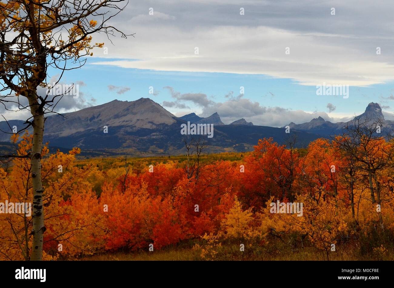 Autumn in the mountains, with Chief mountain in the distance and an amazing arrangement of fall colors scattering over the landscape Stock Photo