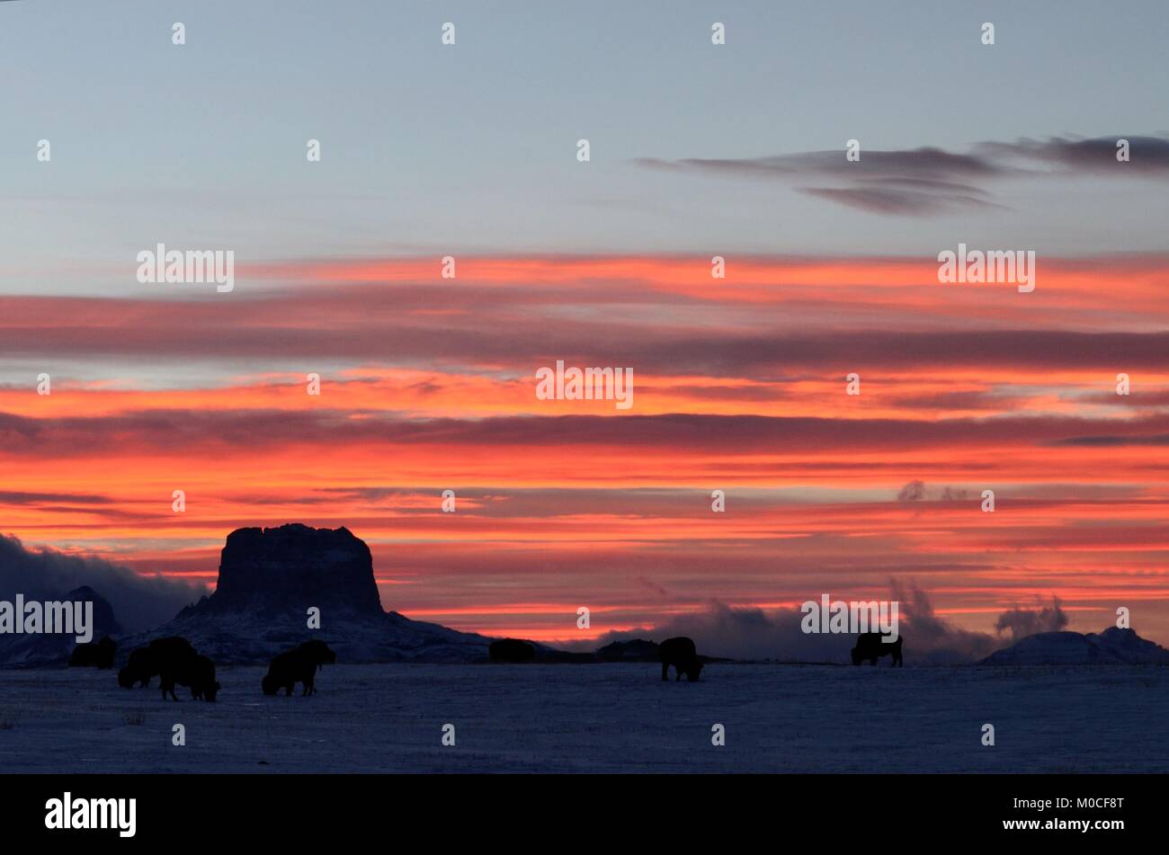 A herd of buffalo grazing in a field with an amazing sunset over looking Chief mountain Stock Photo