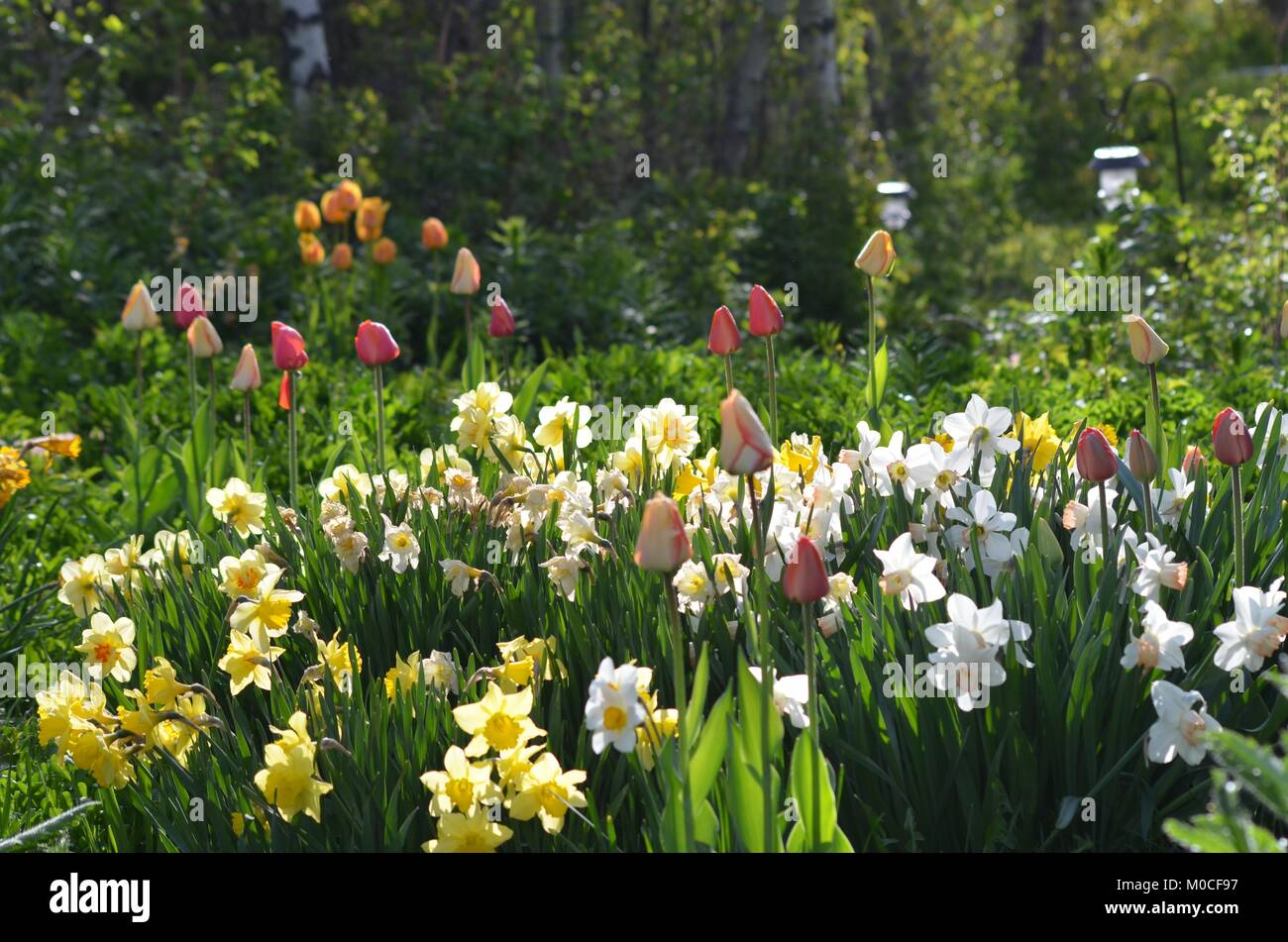 A fresh blooming flower garden full of bright and colorful spring tulips and daffodils dancing in the sunlight Stock Photo