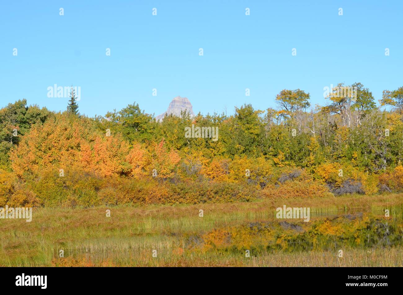 Hidden by the colorful reflection of the autumn leaves in the water, is a small creek with Chief mountain peeking up in the background Stock Photo