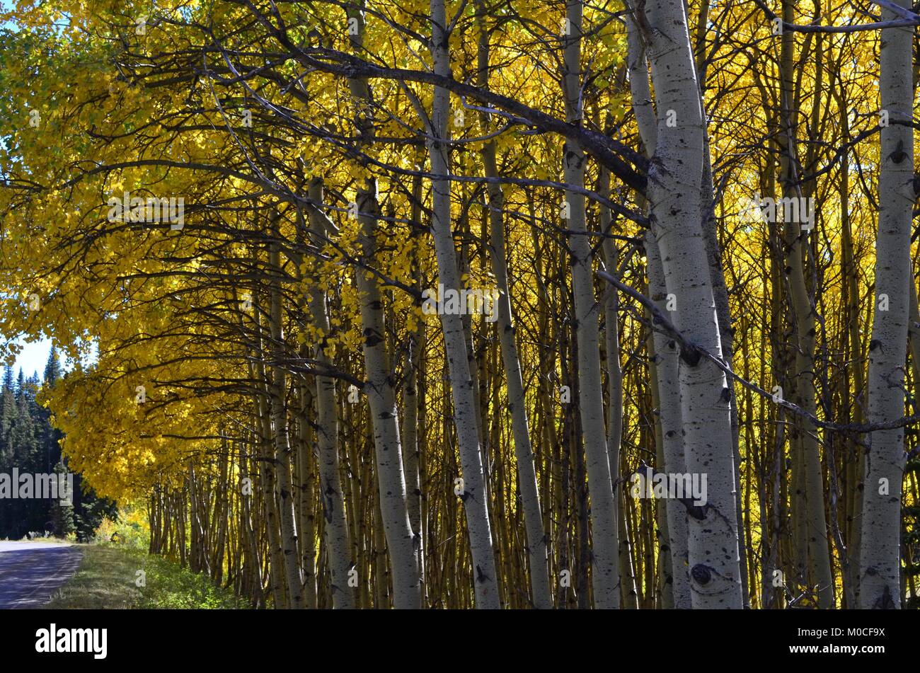 A beautiful row of aspen trees, show off their changing colorful yellow leaves as another season comes to an end Stock Photo