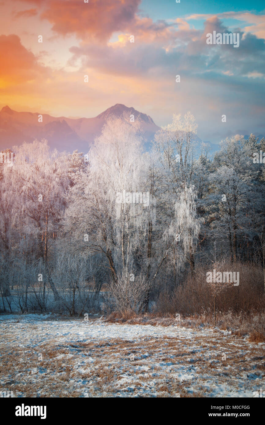 winter landscape. Forest in the background of mountains Stock Photo - Alamy