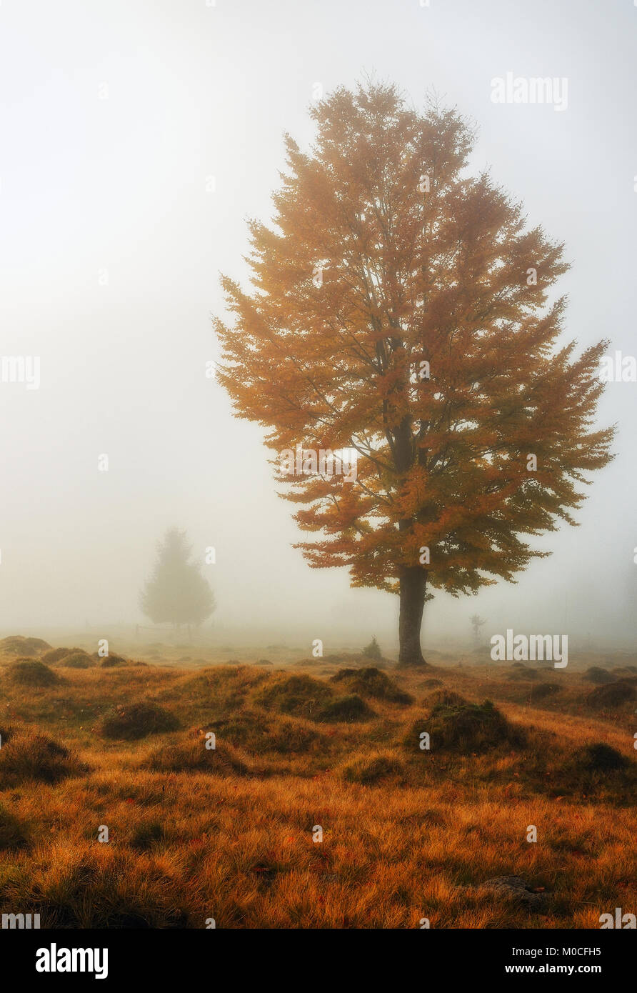autumn forest. foggy morning in a picturesque forest Stock Photo - Alamy