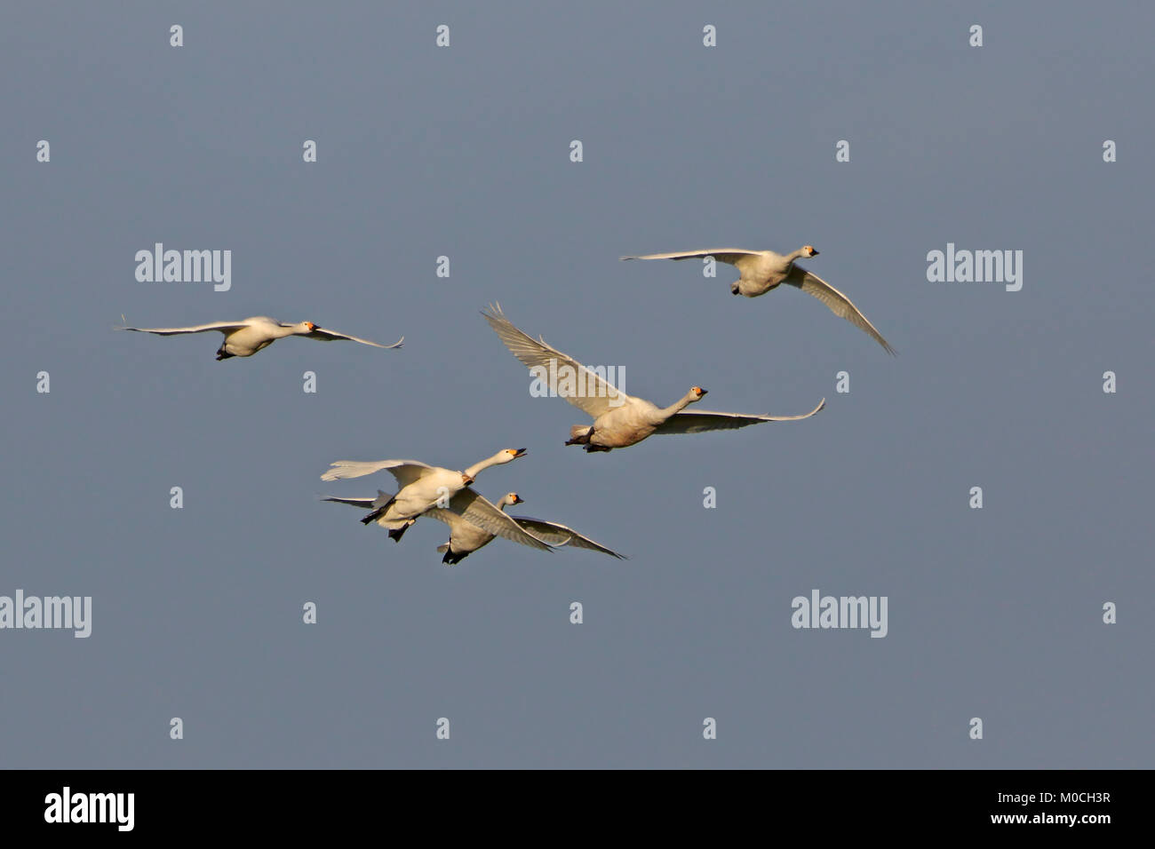 Five Bewick's Swans in flight at Slimbridge WWT reserve UK, one with neck tag Stock Photo