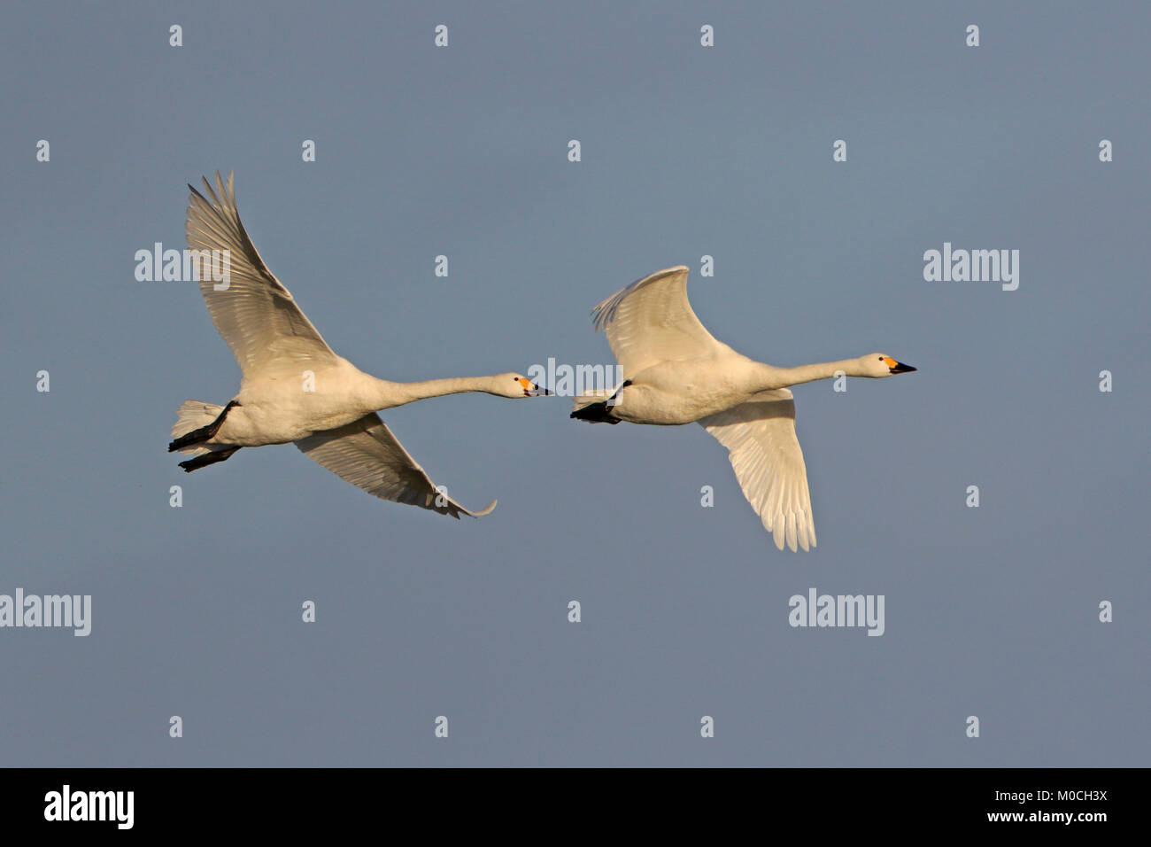 Two adult Bewick's Swans in flight at Slimbridge WWT reserve UK Stock Photo