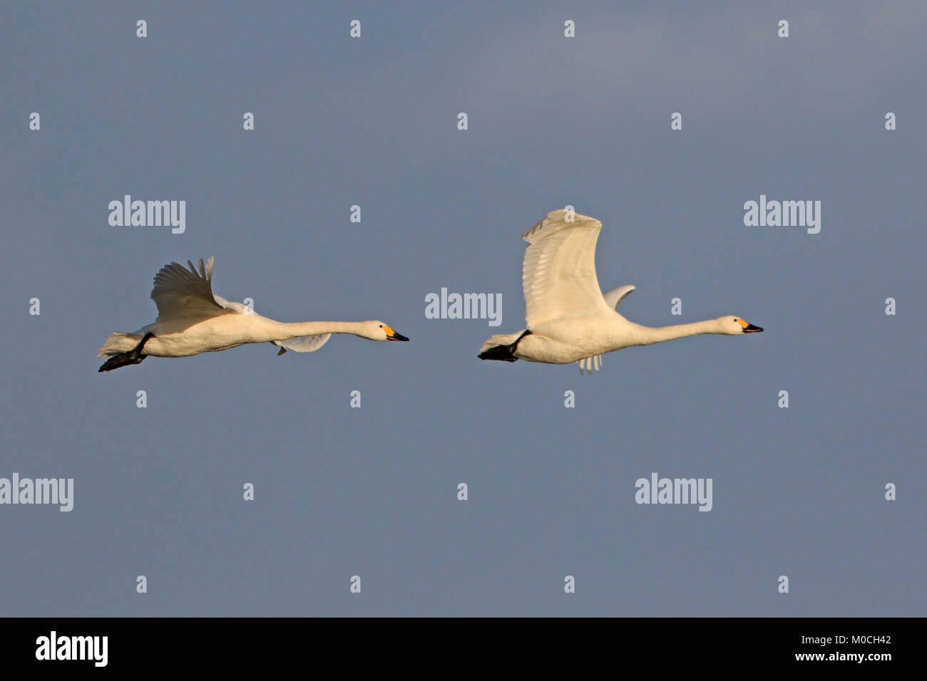 Two adult Bewick's Swans in flight at Slimbridge WWT reserve UK Stock Photo
