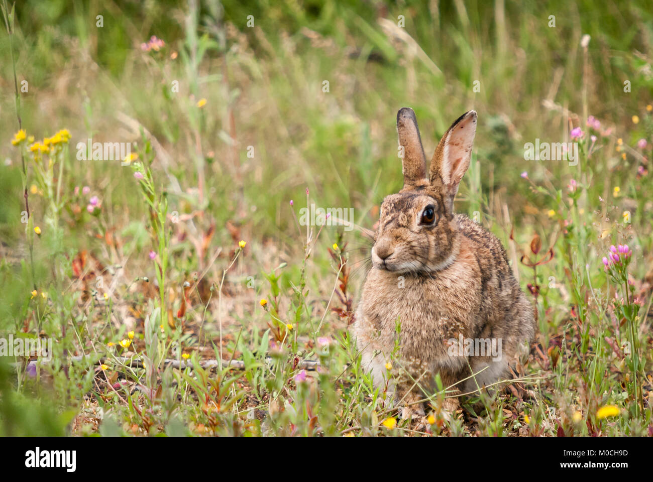 A European Rabbit, Oryctolagus cuniculus, sitting amongst the grass and flowers at Potteric Carr Nature reserve, Yorkshire, England. 03 July 2010 Stock Photo