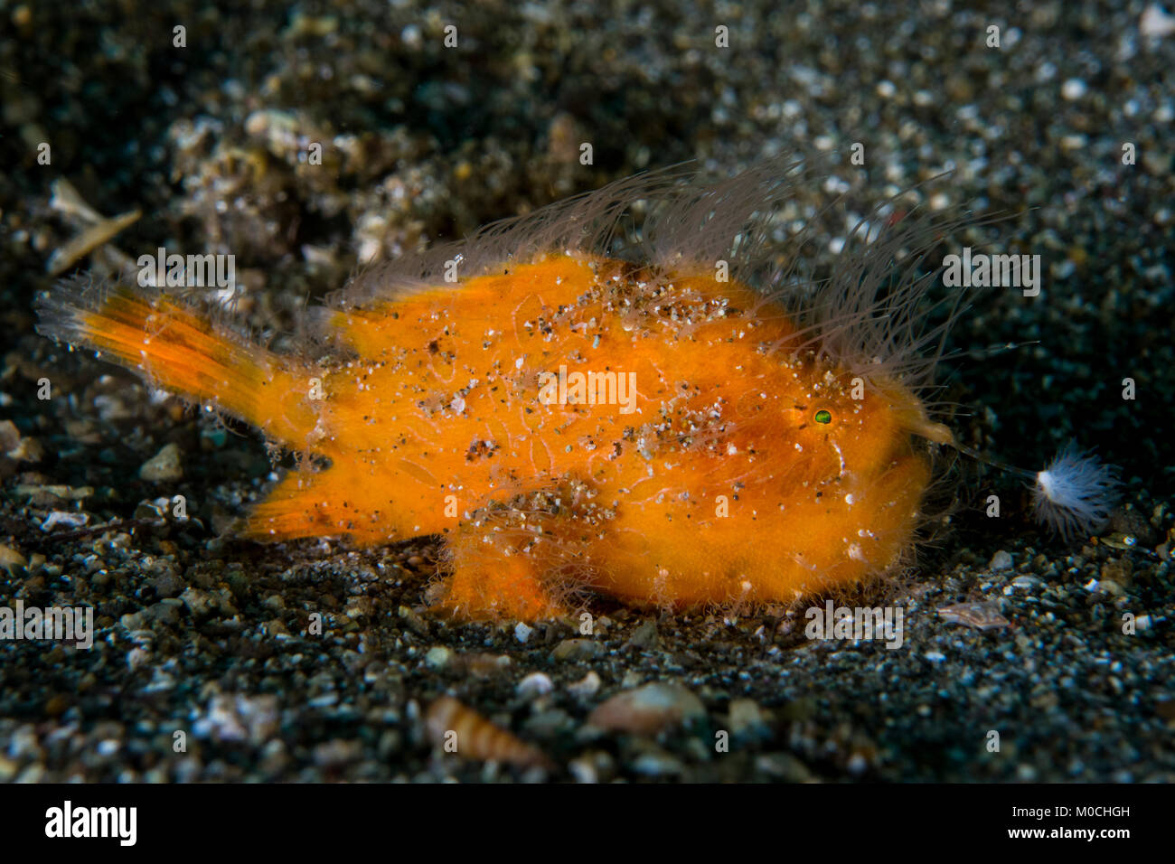 underwater, Anilao; philippines, frog fish, hairy frog fish Stock Photo