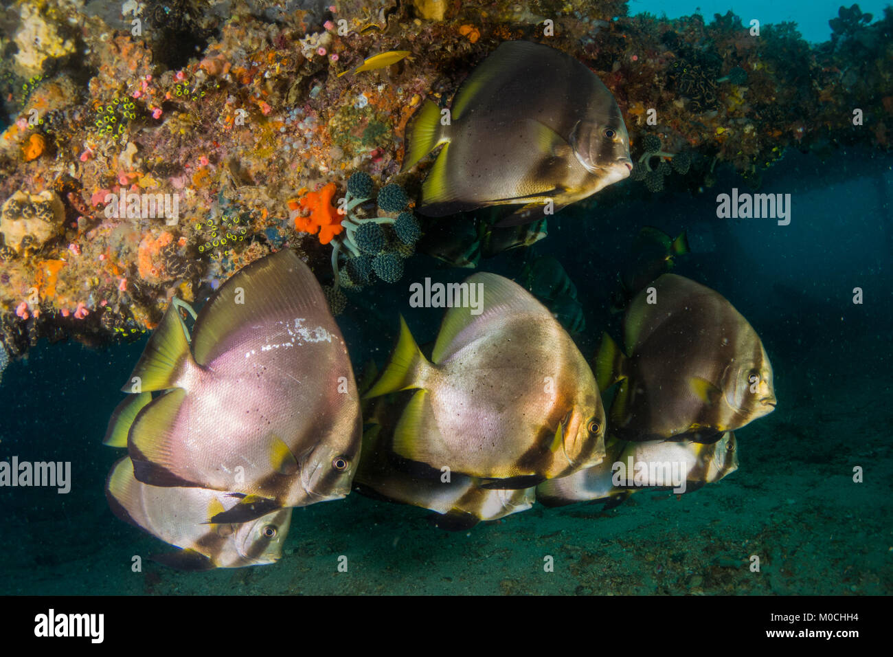 Underwater photography Anilao Philippines Stock Photo Alamy