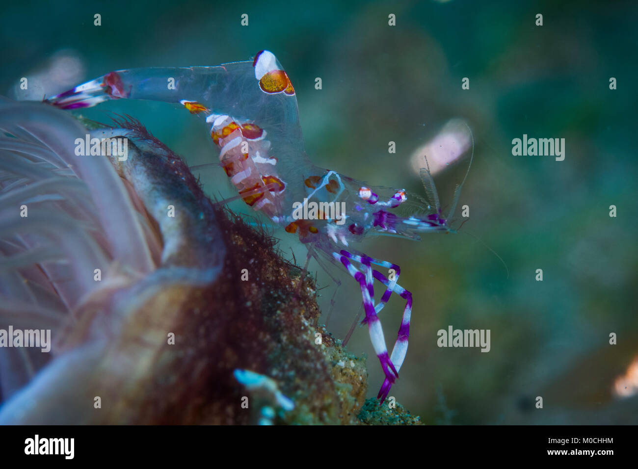 Underwater photography Anilao Philippines Stock Photo Alamy