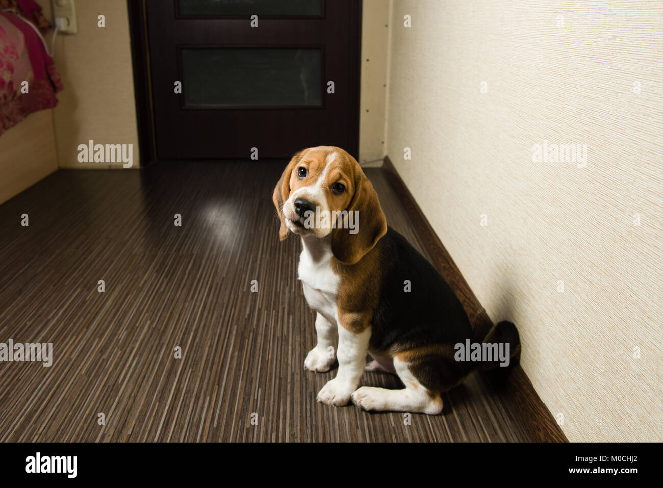 Beagle puppy looking at camera in home interior Stock Photo Alamy