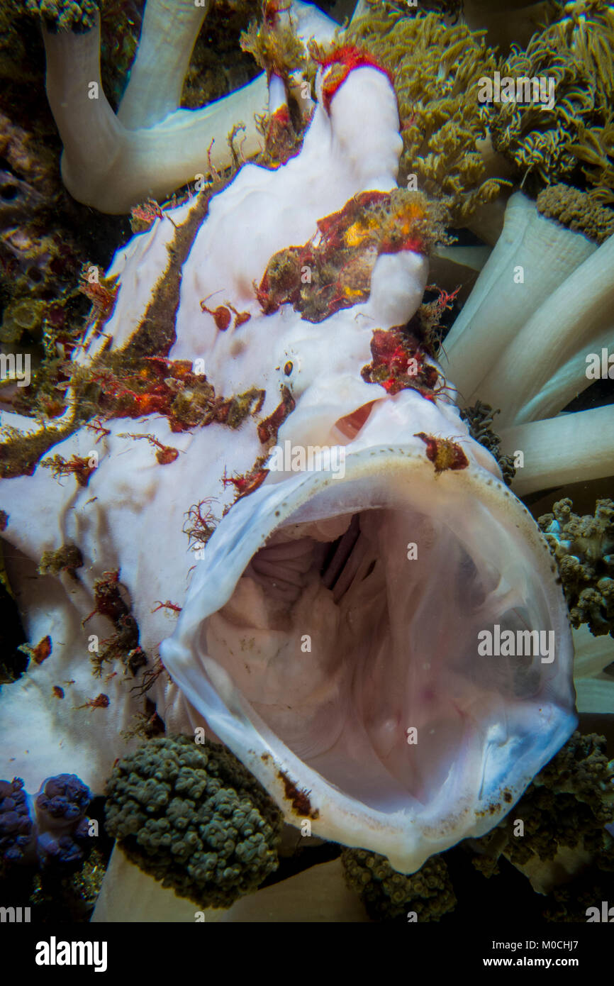 underwater, Anilao; philippines, frog fish Stock Photo