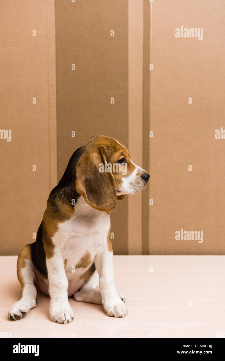 Beagle looking pet turn head left in front of the wall Stock Photo Alamy