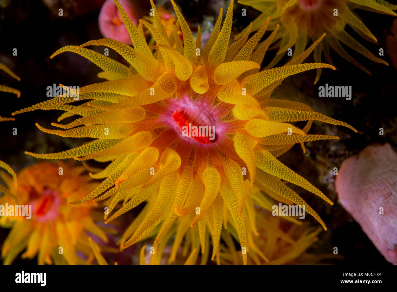 Underwater photography Anilao Philippines Stock Photo Alamy