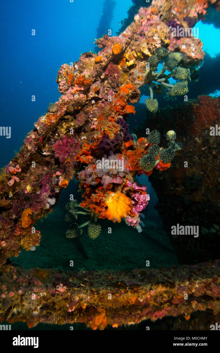 Underwater photography Anilao Philippines Stock Photo Alamy