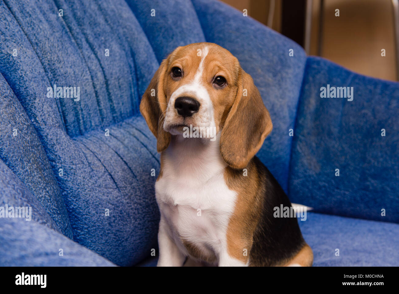 Beagle dog posing in soft blue chair indoors Stock Photo