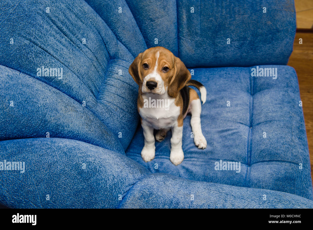 Beagle dog posing in soft blue chair indoors Stock Photo