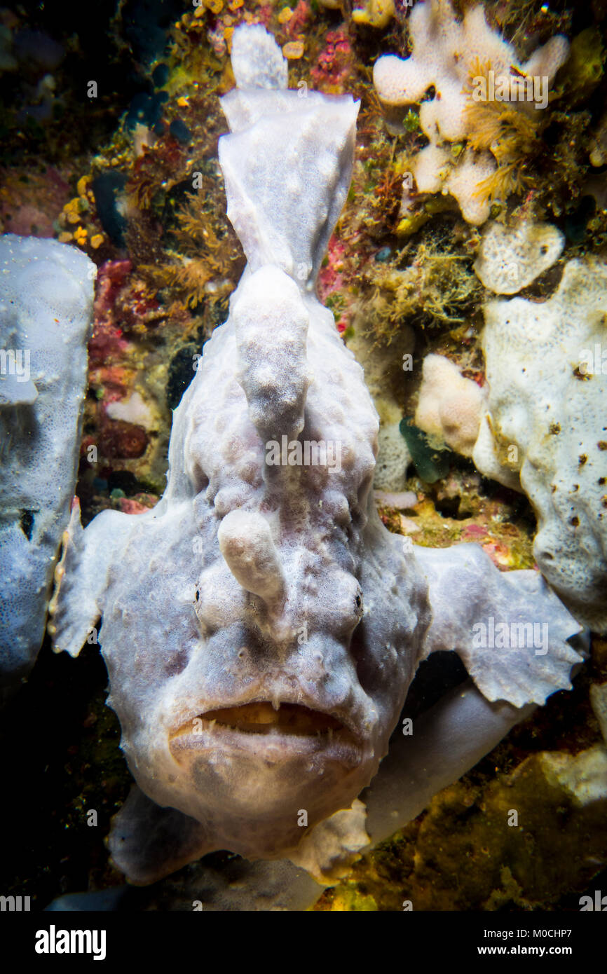 underwater, Anilao; philippines, frog fish Stock Photo