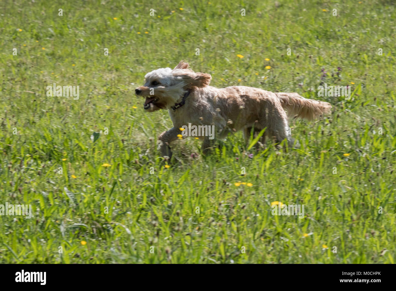 Cockapoo When Running Lola the Cockapoo running in a Rivington buttercup field of yellow and ...