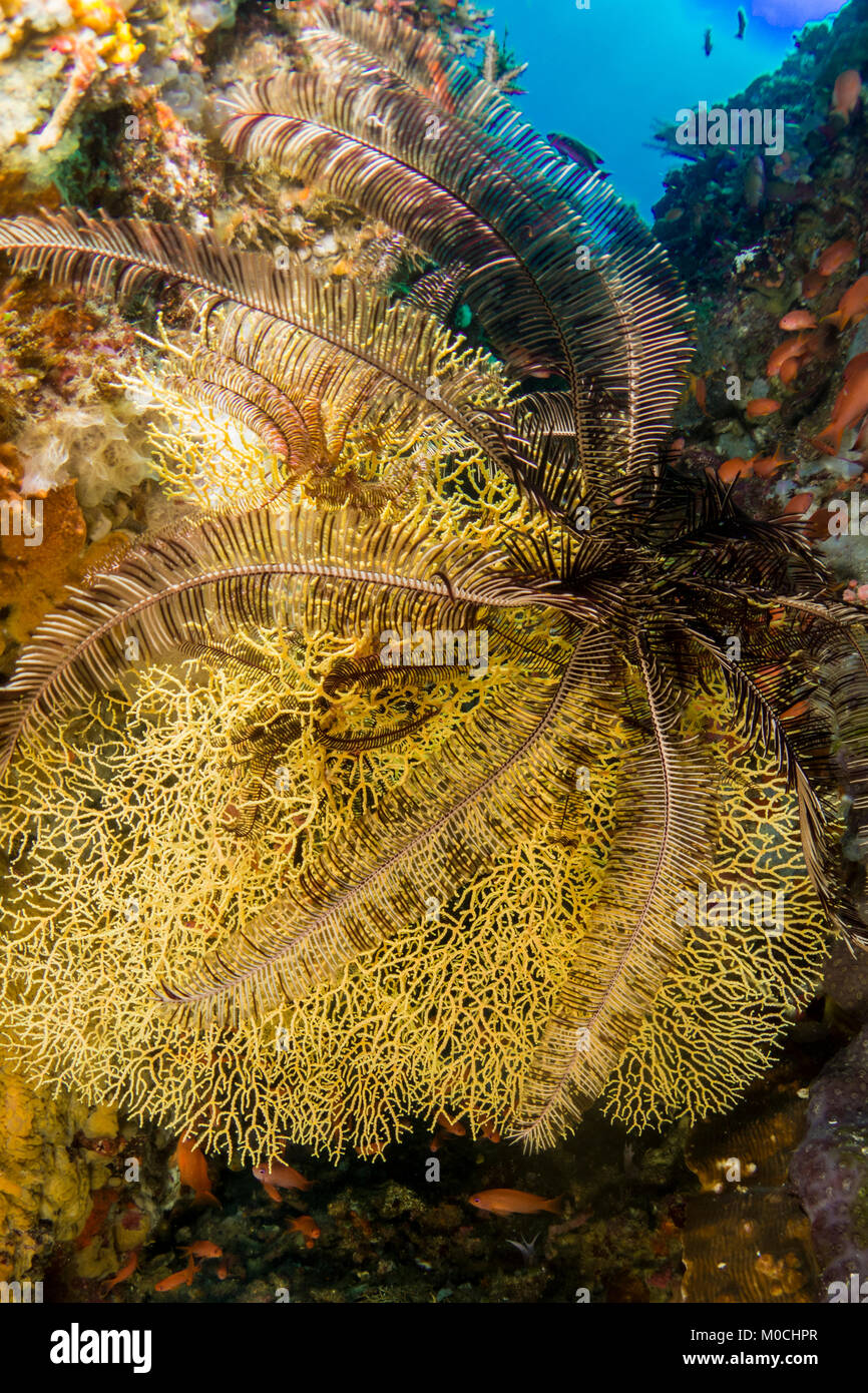 Underwater photography Anilao , Philippines Stock Photo Alamy