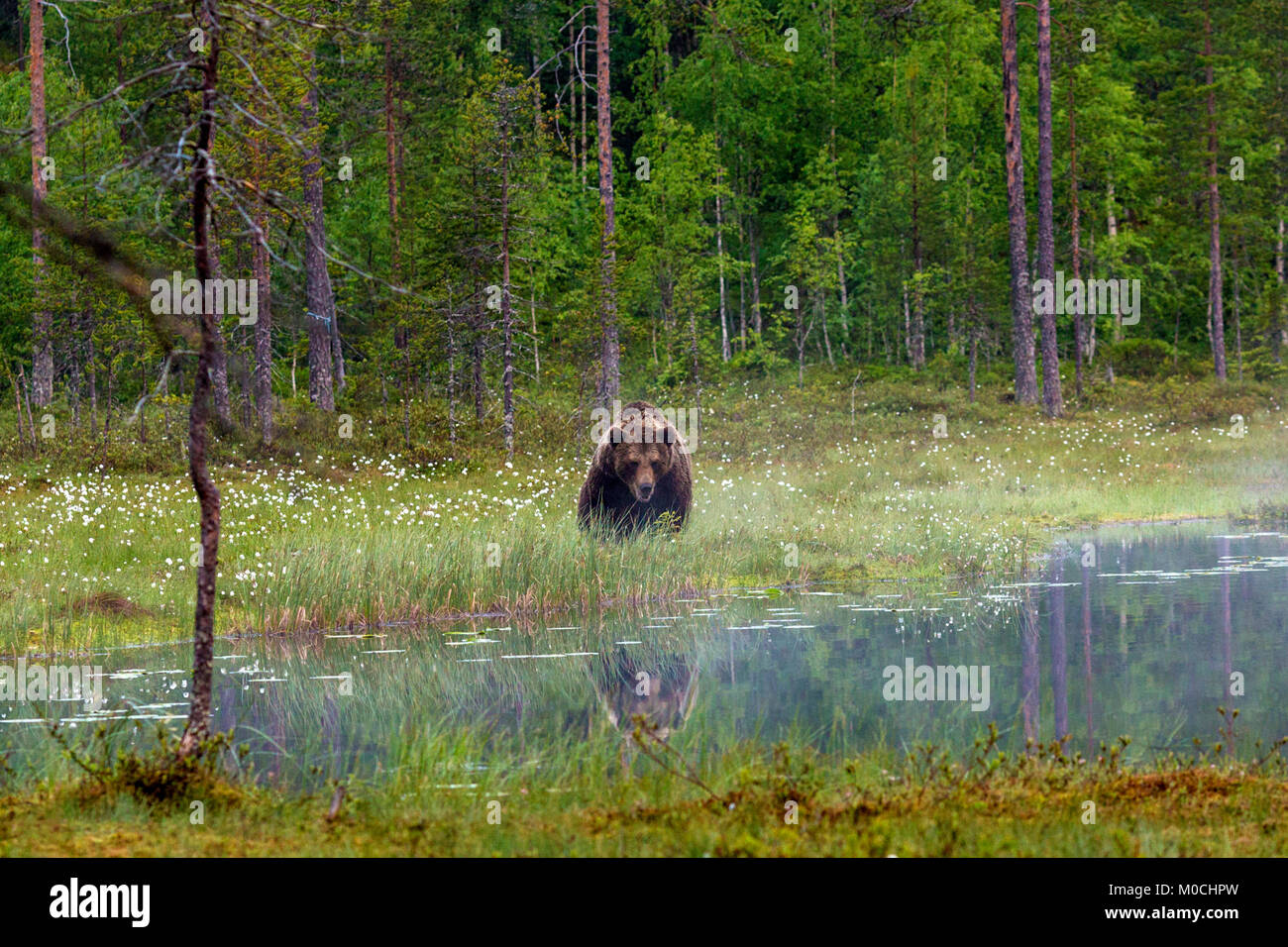Wild brown bear in Finland. Stock Photo