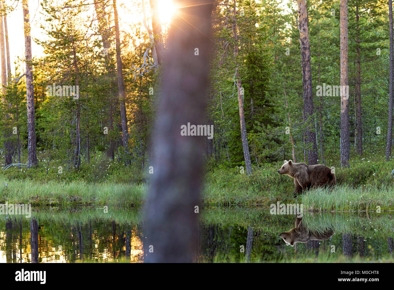 Wild brown bear in Finland. Stock Photo