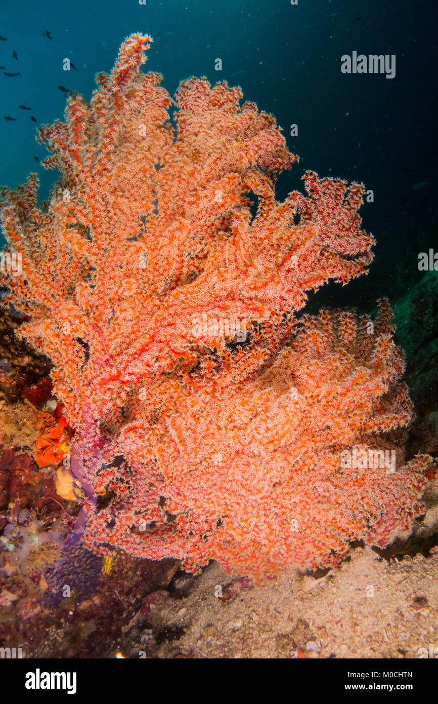 Underwater photography Anilao , Philippines Stock Photo Alamy