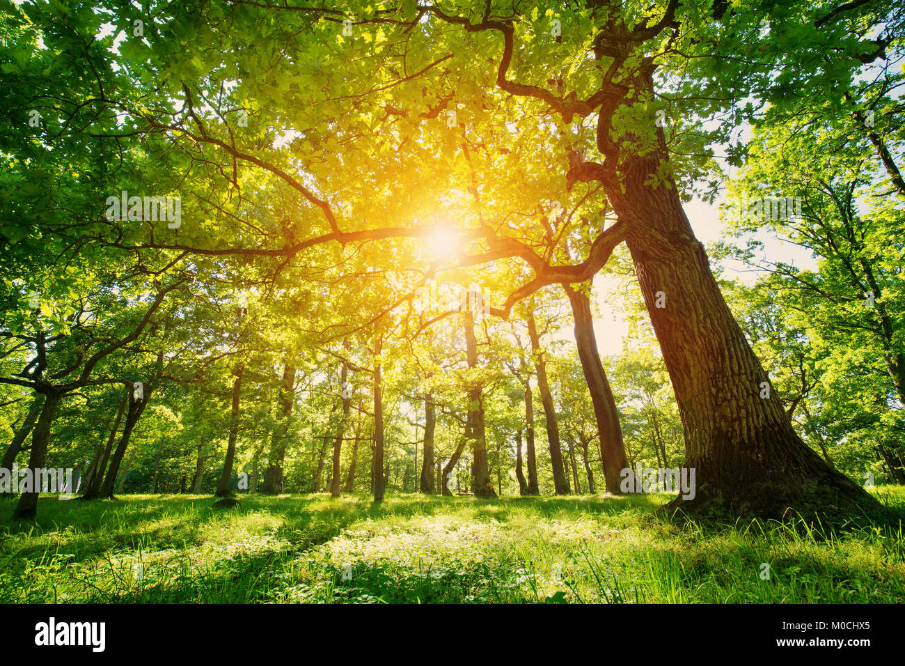 Sun light heaven oak tree hi-res stock photography and images - Alamy