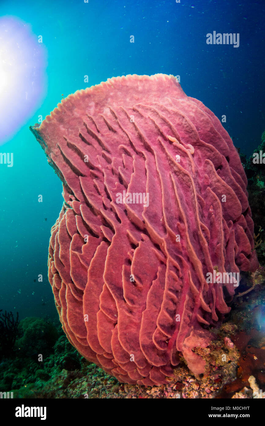 Underwater photography Anilao , Philippines, sponge, coral reef Stock Photo