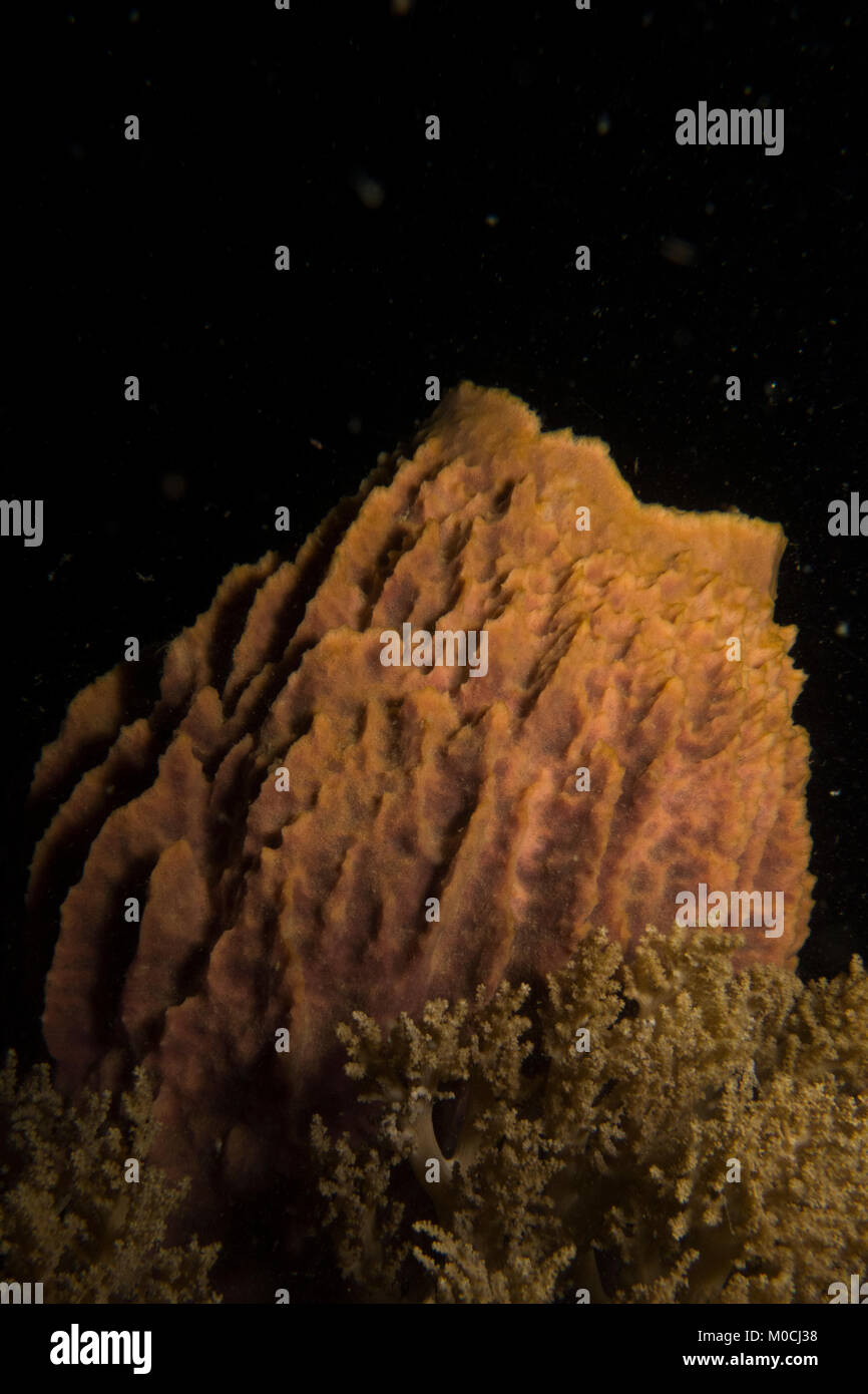 Underwater photography Anilao Philippines, sponge, night dive Stock Photo