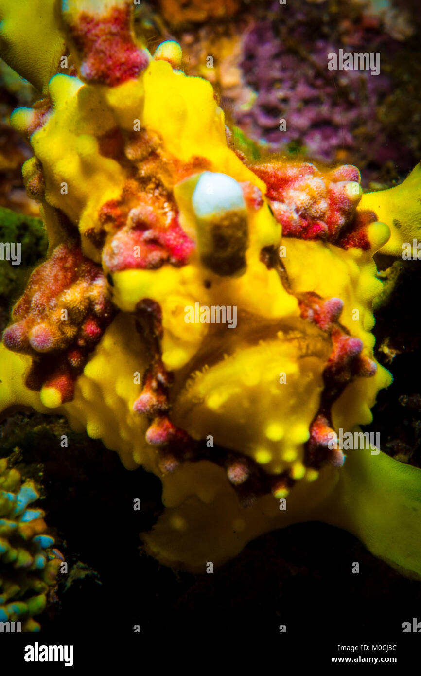 underwater, Anilao; philippines, yellow frog fish Stock Photo
