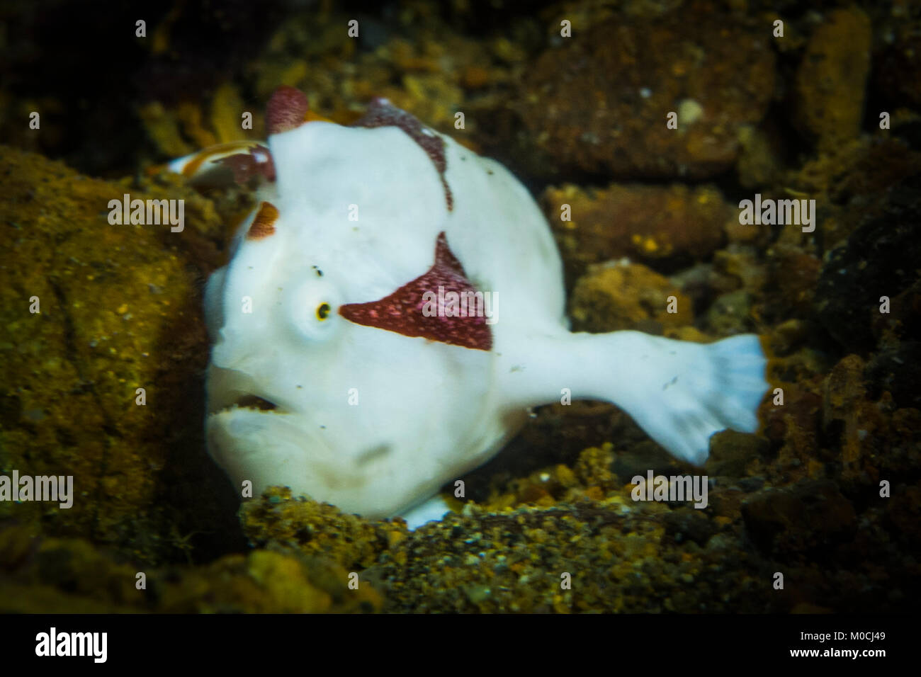underwater, Anilao; philippines, white frog fish Stock Photo