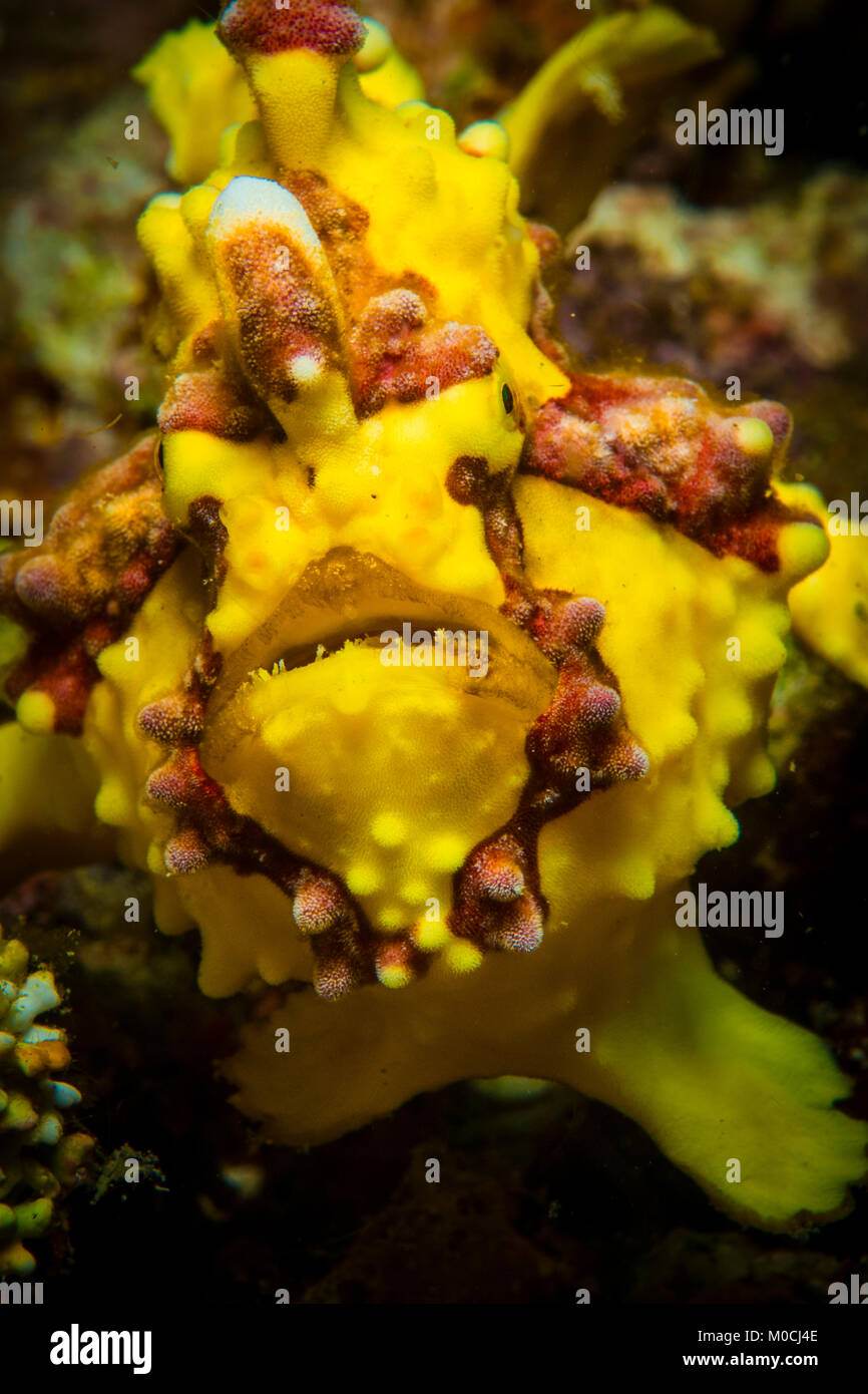 underwater, Anilao, Philippines, yellow frogfish Stock Photo