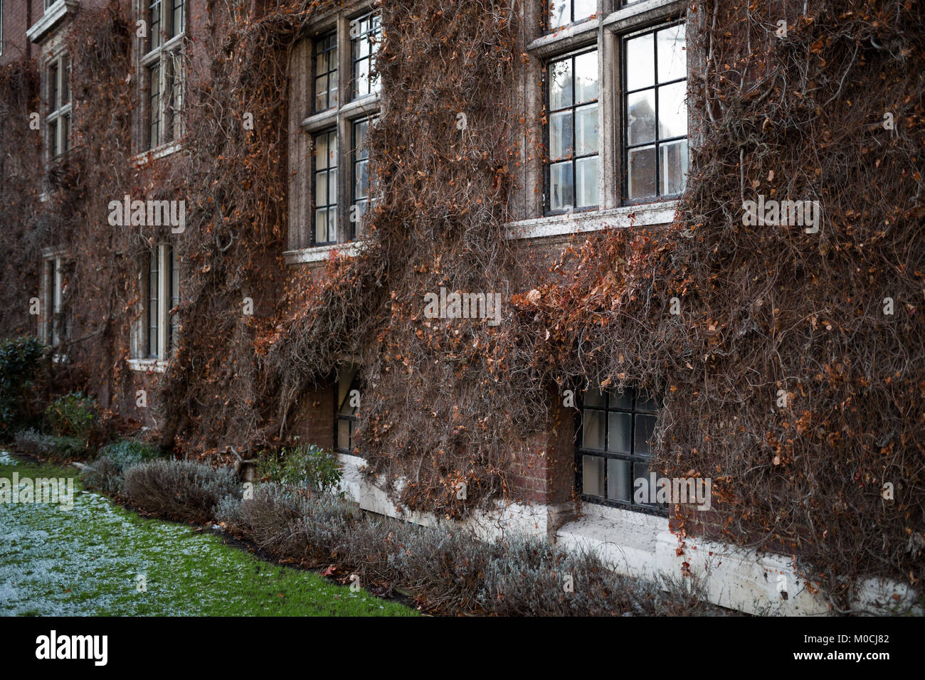 Cambridge UK building covered in plants Stock Photo