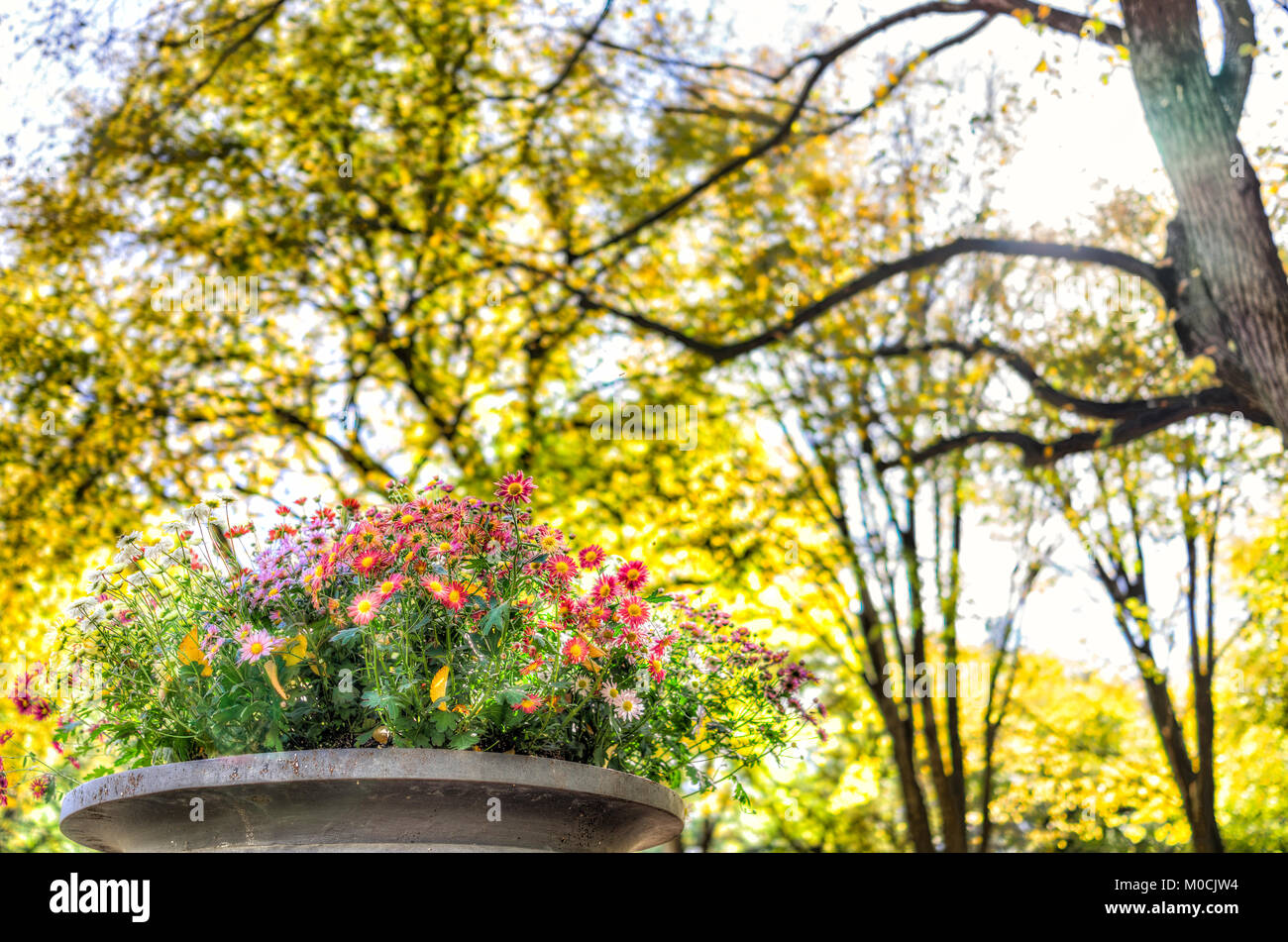 Manhattan NYC Central park New York City with closeup of flowers in pot decoration in autumn fall season with yellow vibrant saturated foliage trees Stock Photo