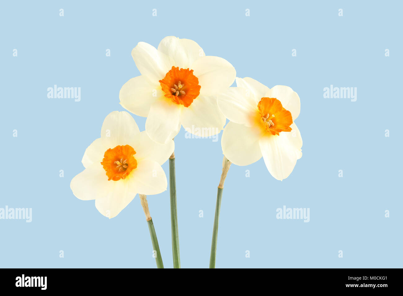 Bouquet of three daffodils isolated on light blue background Stock Photo