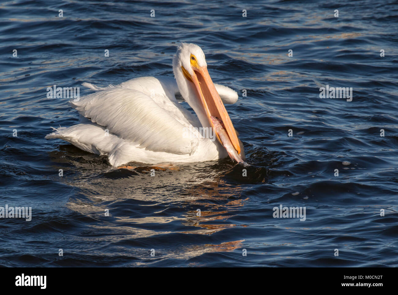 American white pelican (Pelecanus erythrorhynchos) catching fish, Mississippi river, Iowa, USA. Stock Photo