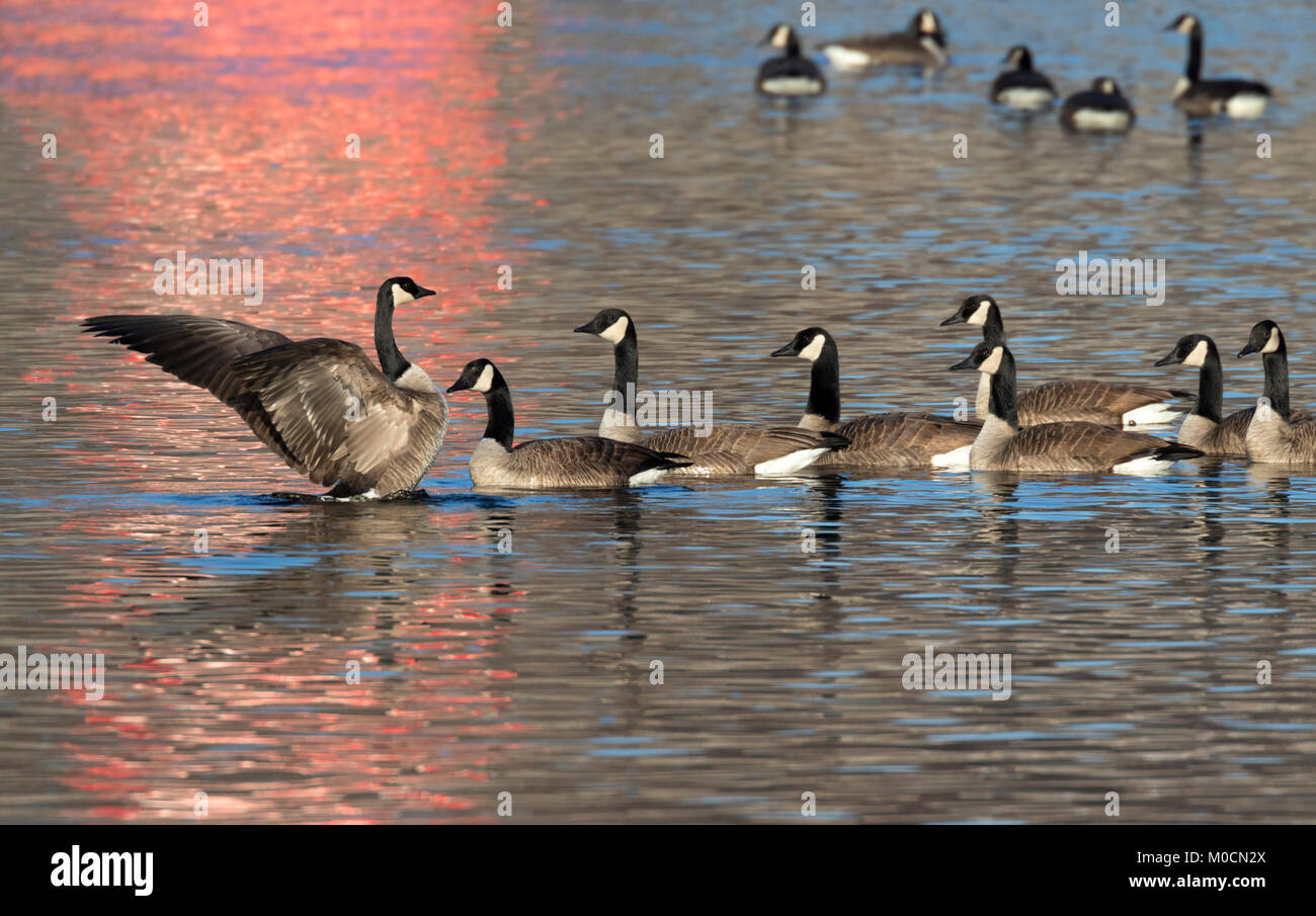 Flock of Canada geese (Branta canadensis) at sunrise, Saylorville lake, Iowa, USA. Stock Photo