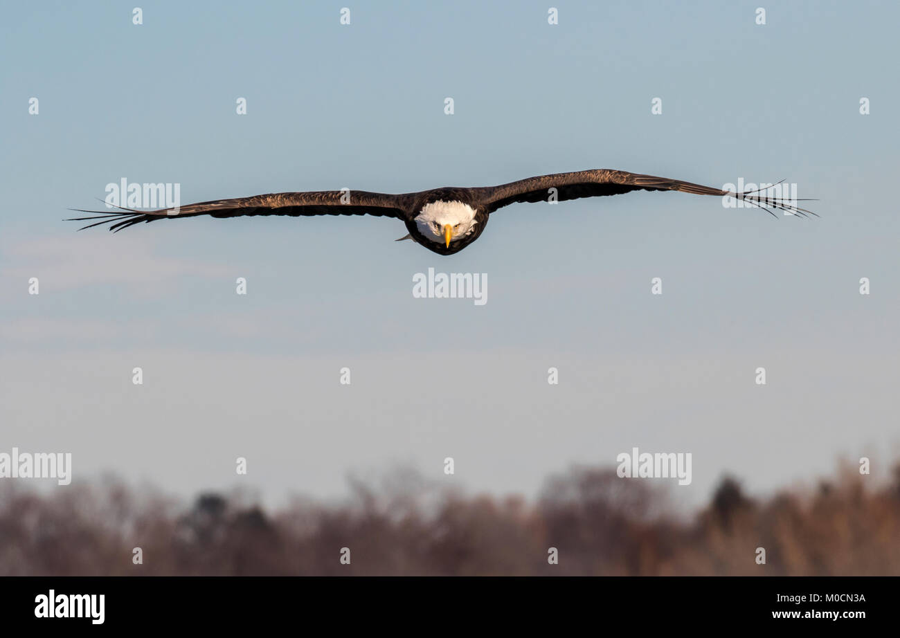Bald eagle (Haliaeetus leucocephalus) flying over the forest toward the camera, with feather tips bristling on the wind, Iowa, USA Stock Photo