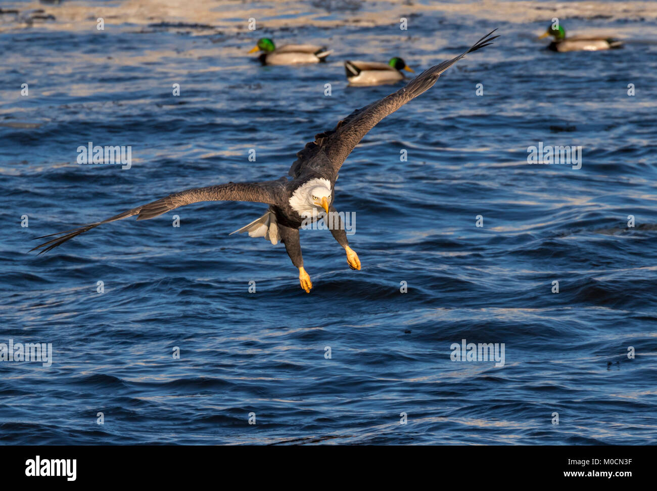 Bald eagle (Haliaeetus leucocephalus) hunting fish at Mississippi River, Iowa, USA Stock Photo